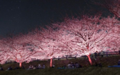 ゴッツ近くで桜のライトアップが行われますよ～(´っ･ω･)っ